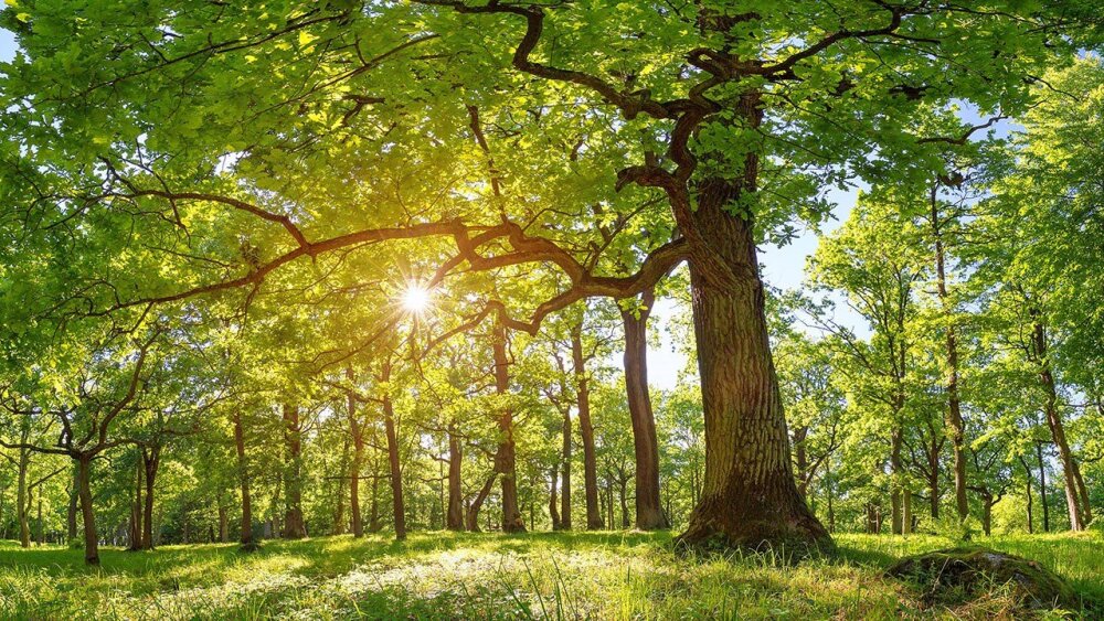 A grove of majestic trees.