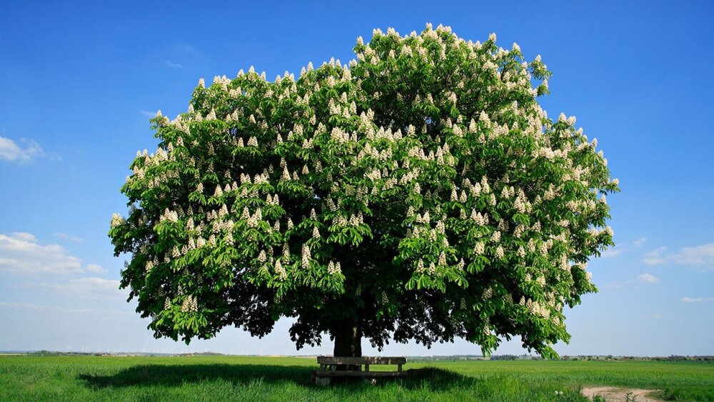 A chestnut tree blooms in an open meadow.