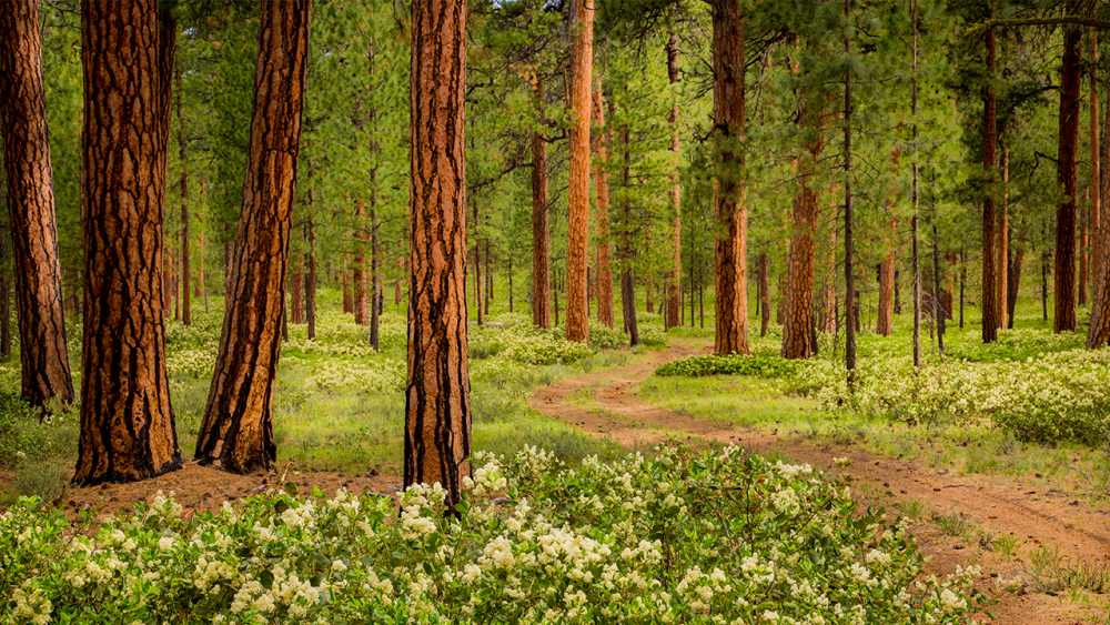 ponderosa pines_adobe stock.png