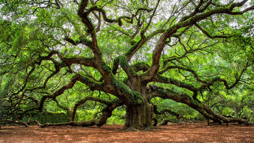 angel oak_adobe.png