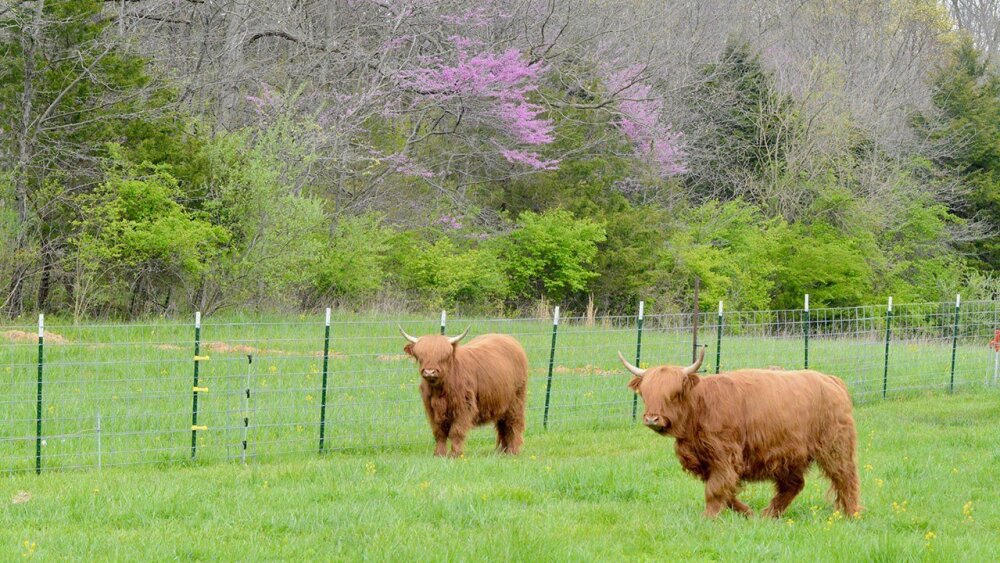 Some of Brad's highland cattle.