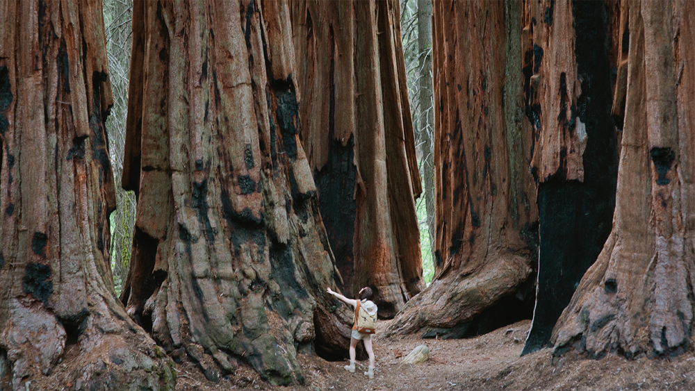 redwood trees_adobestock.png