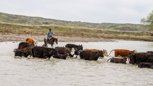 Driving cattle across a river.