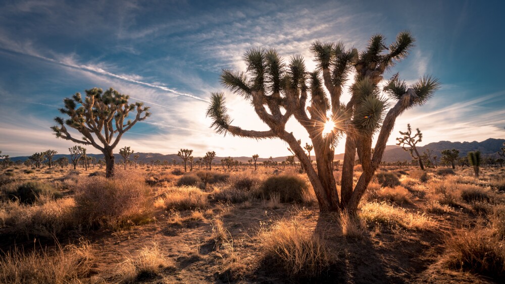 Sunset on the desert landscape in Joshua Tree National Park, Cal