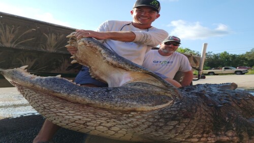 massive florida gator 1280.jpg