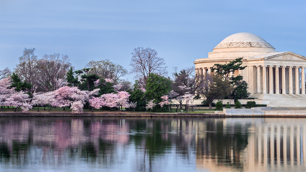 cherry blossoms cherry trees washington dc_adobe stock.png