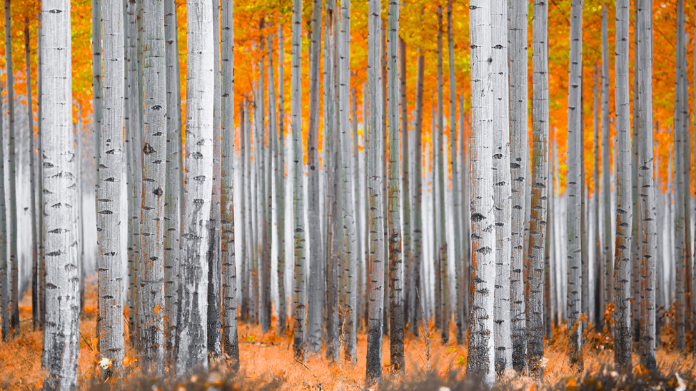 aspen trees_adobe stock.png